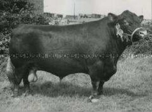Preisgekrönter Red Poll-Bulle auf der Königlichen Landwirtschaftsmesse in Blackpool (Lancashire, England)
