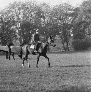 Gangarten des Pferdes. Jockey beim Traben im Moritzburg