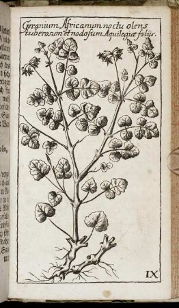[Tab.] IX. Geranium Africanum noctu olens tuberosum et nodosum Aquilegiæ folĳs.
