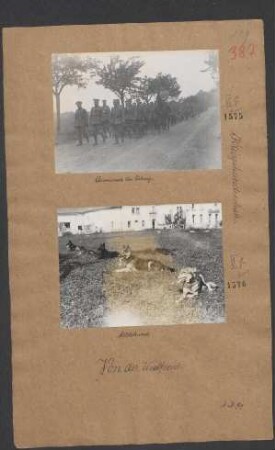 Meldehunde. (Kriegshundeschule)