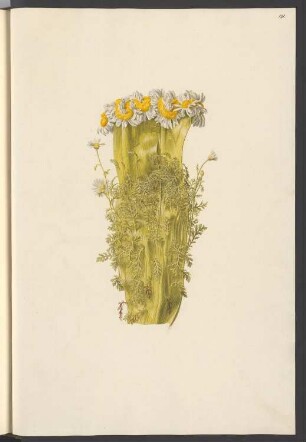 Anthemis monstrosa, Blatt 191