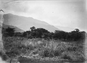 Gebirgsmassiv : Blick über Gras- und Strauchvegetation auf einen urwaldartigen Regenwald. Im Hintergrund ein Gebirgsmassiv