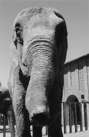 Elefant im Zoo