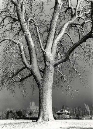 Birnenbaum im Winter