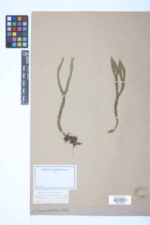 Phlegmariurus subulatus (Desv. ex Poir.) B. &Oslash;llg.