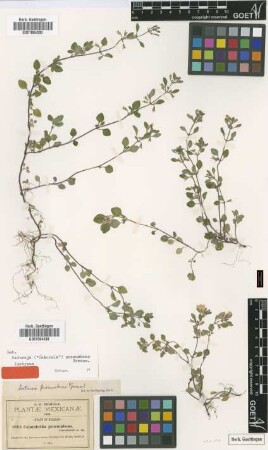 Calamintha procumbens Greenm.