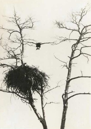 Seeadler (Haliaeetus albicilla L.), mit Beute am Horst anfliegend