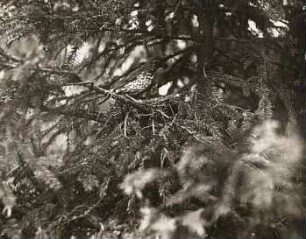 Singdrossel (Turdus philomelos) am Nest