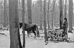 Fohlenkoppel: Landwirt Thomas Isenberg transportiert mit dem Schleswiger Kaltblutpferd Holz im Winter aus dem Wald ab