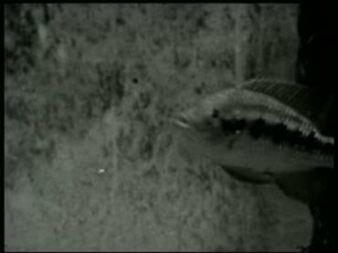 Pelmatochromis annectens (Cichlidae) - Kampf zweier Männchen