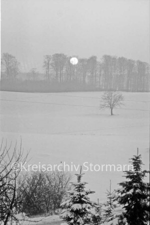 Zarpen / Rehhorst: Feldmark: vorn Tannen und Büsche: hinten rechts Baum: im Hintergrund Sonnenuntergang zwischen Bäumen: Winter