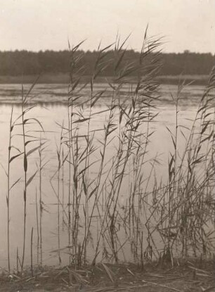 Dahlener Heide. Schilfrohr (Phragmites australis; Syn.: Phragmites communis Trin.) am Mühlteich westlich Schöna