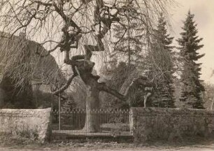 Leuben bei Lommatzsch. Gemeine Esche, Gewöhnliche Esche oder Hohe Esche (Fraxinus excelsior) im Pfarrgarten