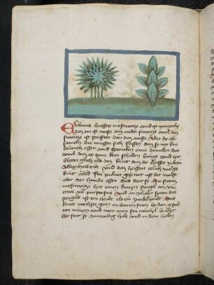 Kräuterpflanze: schwarzer und weißer Eleborus ( Helleborus niger = Christrose / Ranunculaceae; Veratrum album = Weißer Germer / Liliacae) / Nieswurz; (aus Konrads von Megenberg "Buch der Natur")