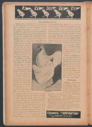 Avicultura : Raza Catalana del Prat