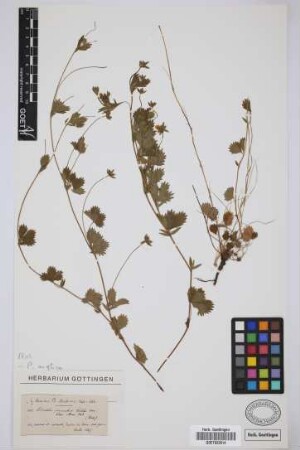 Prunus canariensis lusitanica