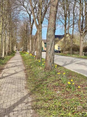 Jersbek: Allee in Richtung Nordwesten im Frühling mit Narzissen