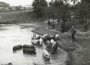 Junger Mann beim Schweinehüten