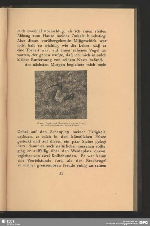 Grosser Brachvogel, Numenius arquatus, Linn., mit halbgeschlossenen Augen sitzend