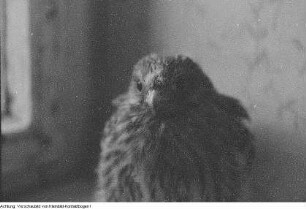 Heinrich Dathe mit Blindenhund, Laubfrosch unter Sonnenhut, junger Turmfalke, 1956