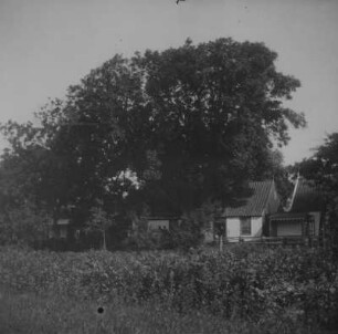 Spiekeroog. Anwesen unter hohem Baum