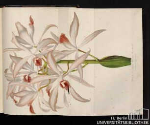 Laelia Elegans Wolstenholmiae