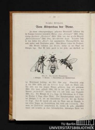 Sechster Abschnitt. Vom Körperbau der Biene.