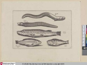 Anguilla, Ael; Congrus, Conger ael; Lucius, Snoock; Tinca Piscis, Seelt; Perca, Baers