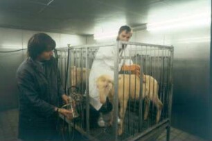 Berlin. Institut für Tierproduktion. Entnehmen von Futterproben mit einer Pansenkanüle aus dem Magen eines Schafes