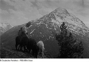 Schafherde und Schäfer im Ötztal
