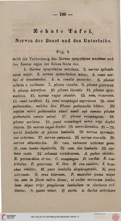 Zehnte Tafel [Nerven der Brust und des Unterleibs]