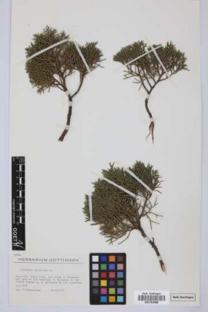 Juniperus phoenicea L.