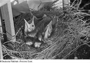 Jungvögel im Nest