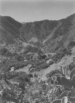 Spärliche Vegetation : Blick in ein Tal mit Kakteen, Opuntien und Kandelaber-Euphorbien