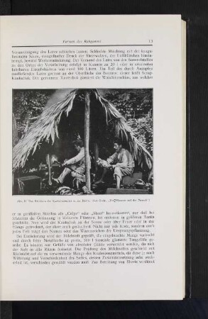 Abb. 12 Das Räuchern der Kautschukmilch in der Hütte. (Aus Grafe, "Die Pflanzen und der Mensch")