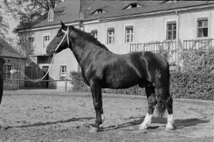 10000 DM für 1 PS. Pferd im Gestüt Moritzburg