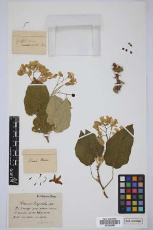 Solanum vespertilio Aiton