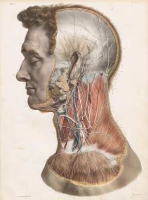 Die Oberfläche des Plexus cervicalis