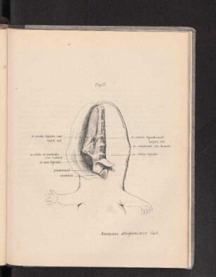 Fig. 11