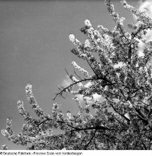 Frühling; Baumblüte Borthen Kauscha