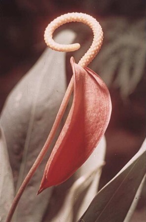 Blüte einer Flamingoblume