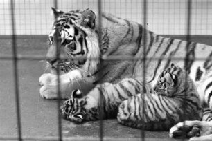Nachwuchs bei den sibirischen Tigern im Karlsruher Zoo