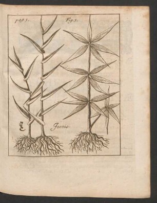 Caesareo-Leopoldinae Academiae Naturae Curiosorum Ephemeridum Medico-Physicarum Decuriae Tertiae Annus Quintus & Sextus. Observatio I. - XX.