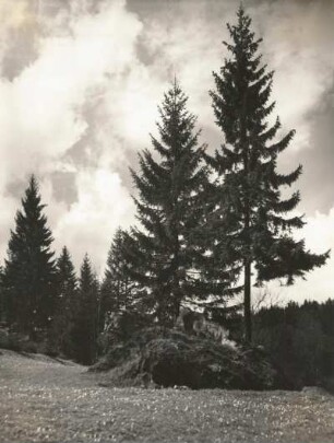 Osterzgebirge. Mordgrund, Naturschutzgebiet Bienhof bei Oelsen