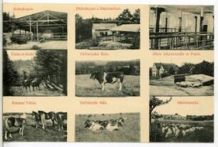 Braunsdorf. Ställe - Pferde - Rinder