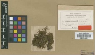 Thyridium cardotii M.Fleisch. [syntype]