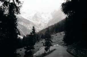 Trafoi: Ortler Gruppe zwischen Bäumen