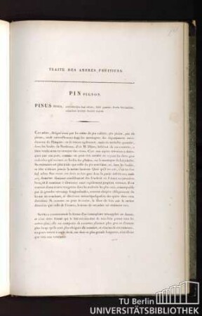 Traité des arbres fruitiers. Pin pignon. Pinus pinea, cotyledonibus basi cilatis, foliis geminis, fructu brevioribus, orientibus bractea dentata stipatis.