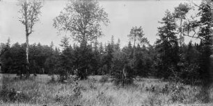 Wald : Mischwald mit Jungbäumen