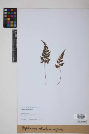 Asplenium adiantum-nigrum L.